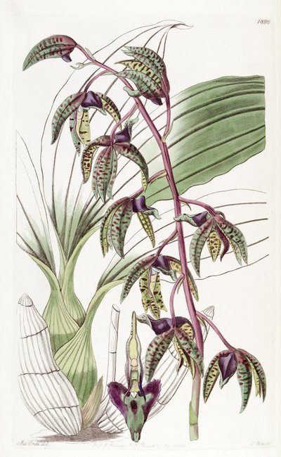 Catasetum deltoideum by Miss Drake
